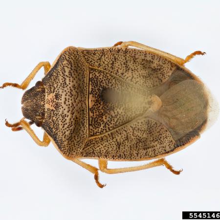 Brown shield bug