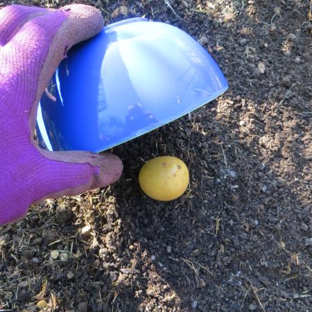 Plastic bowl over potato half on damp soil