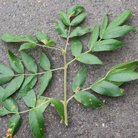 Oregon ash branch with compound leaves