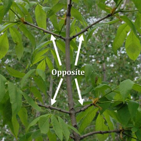 Ash showing opposite branching