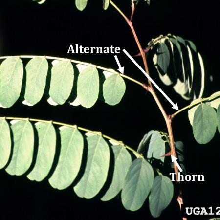 Alternating black locust leaves with thorny branch