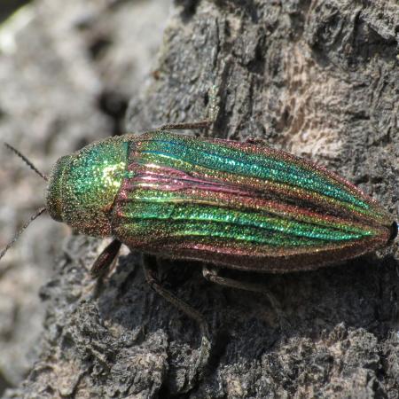 Metallic green beetle with reddish edges around the wing covers