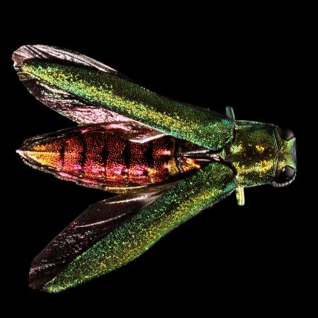Green borer with wings spread, revealing red body