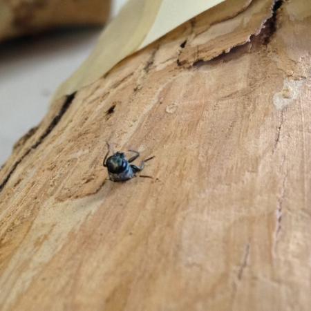 Head of adult emerald ash borer emerging from hole in tree