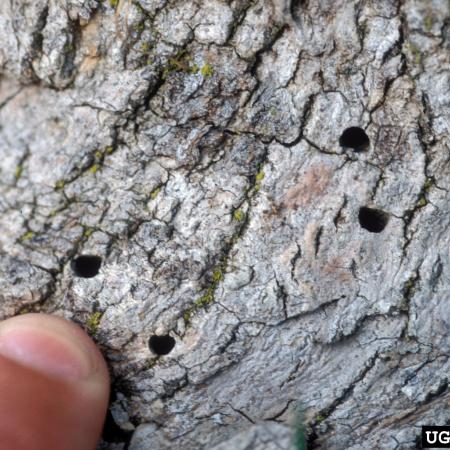  D-shaped exit holes in bark