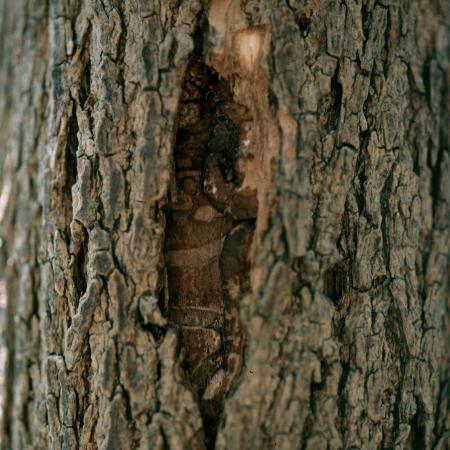Split in bark of ash tree