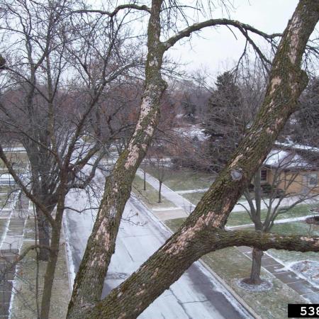 Woodpecker damage on branches of EAB-infested ash tree