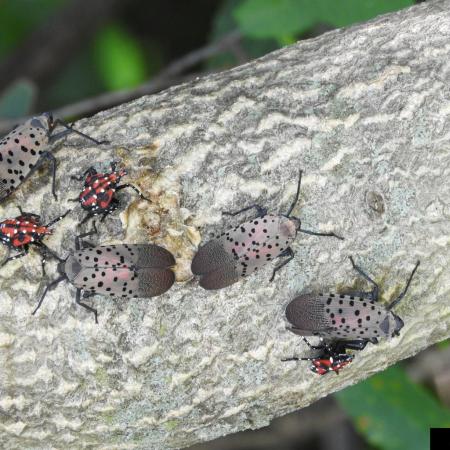 Group of adult and juvenile spotted lanternflies clustered on bark