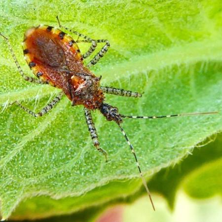 Red bug with black and white marks around edge of body