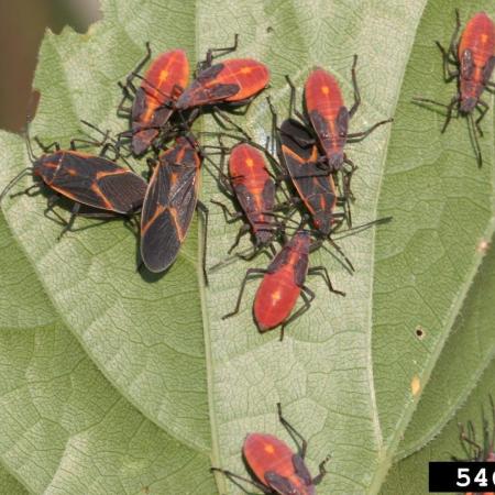 Black and red adult and nymph boxelder bugs on a leaf