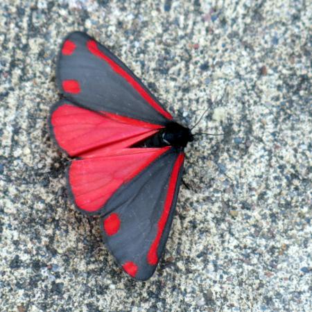Moth with red hindwings, and black forewings with red spots
