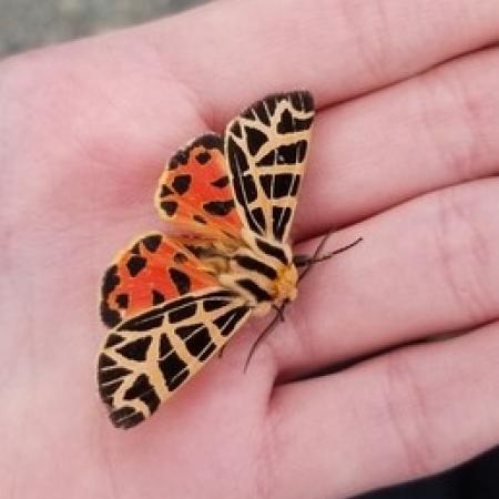 Moth on hand, with bold black markings on red and tan wings