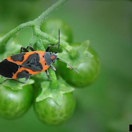 Bug with bold black and red markings, sitting on berries