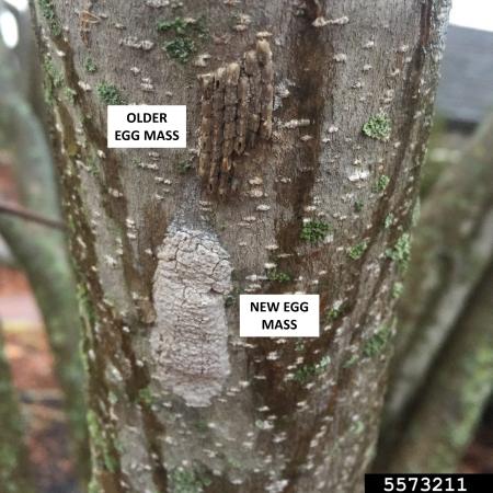 Old (top) and new (bottom) spotted lanternfly eggs on tree bark