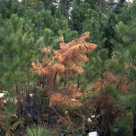 Young ponderosa pine trees (Pinus ponderosa) dying from infection with armillaria root rot