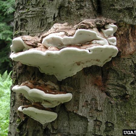 Large fungus growing from trunk of tree