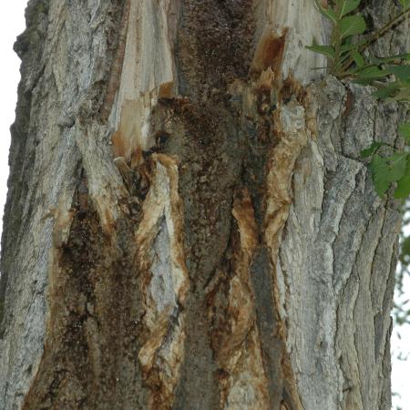 Staining on tree trunk caused by watery bleeding 