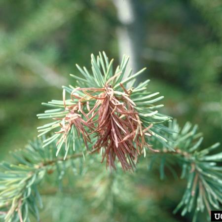 Douglas-fir with new shoot killed by frost
