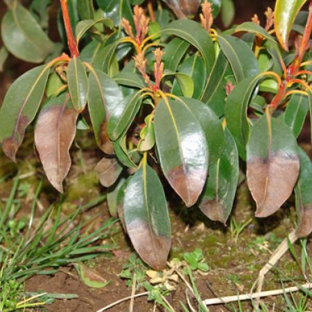 Kalmia leaves with dead brown areas at tips