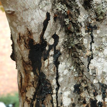 Bleeding canker on trunk of maple tree