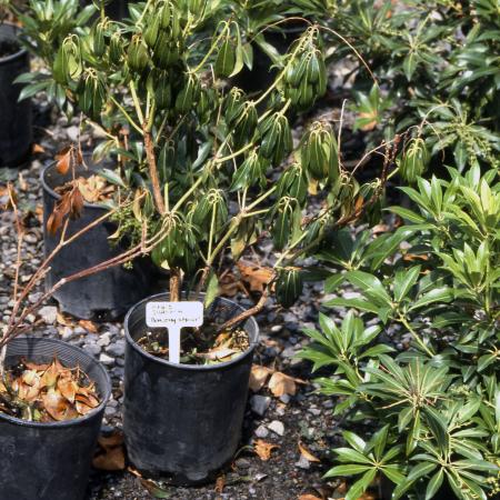 Pieris plants in pots. From left, dead plant, wilted plant, healthy plant