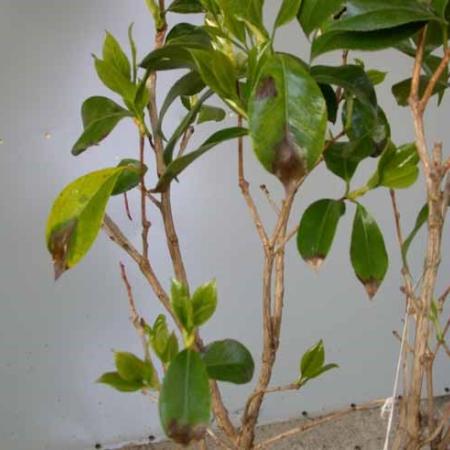 Darks infected spots on leaves and stem of camellia