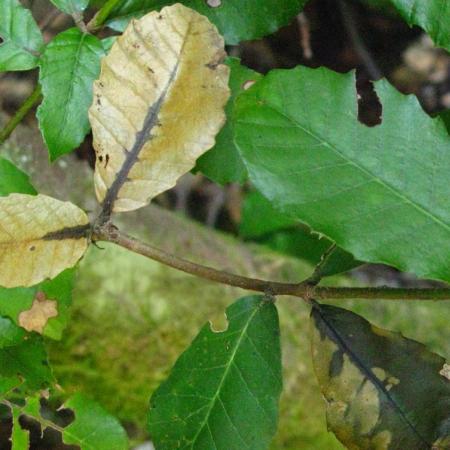 A tanoak sprout showing petiole lesion  