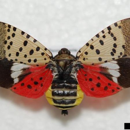 Adult spotted lanternfly with wings spread, showing black, white, red and yellow colors