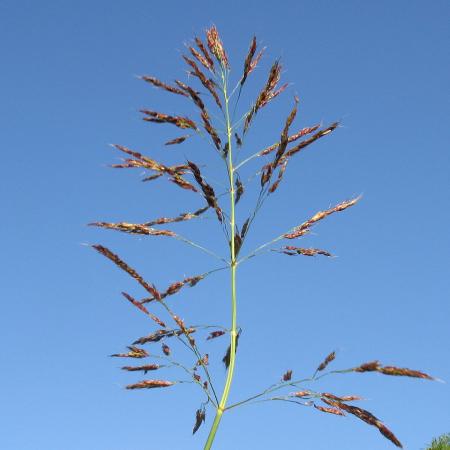 Johnsongrass flower head against blue sky