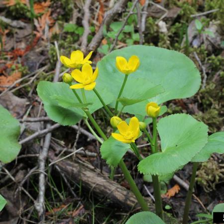 Marsh marigold plant with yellow flowers