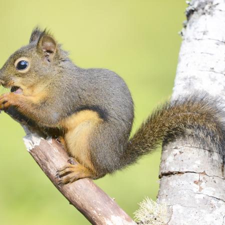Douglas squirrel on branch