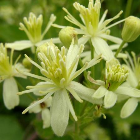 Clematis ligusticifolia flowers