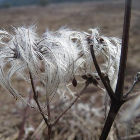 Old man’s beard seed structures in winter