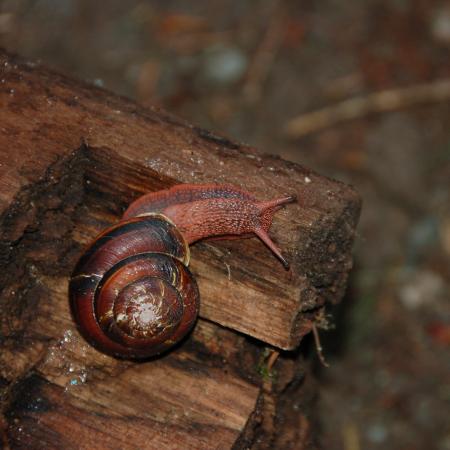 Pacific sideband snail