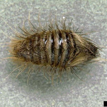 Insects in Stored Food | solvepest