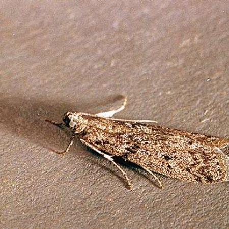 Moth with gray, mottled wings