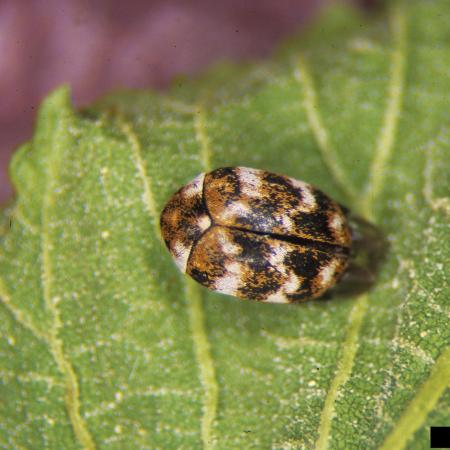 Varied carpet beetle on leaf