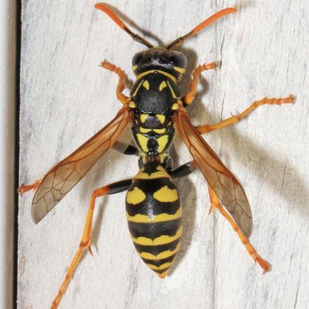 Paper wasp