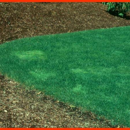 Bentgrass patches in lawns