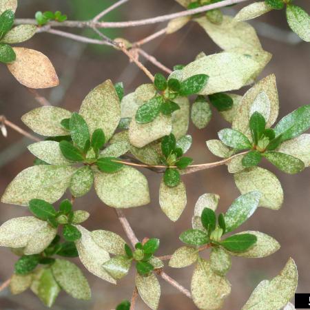 Azalea leaves showing severe damage