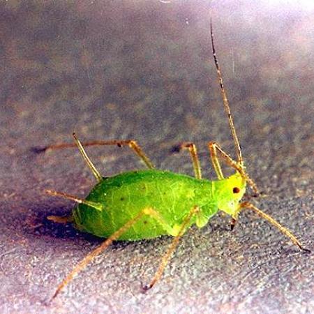Single rose aphid