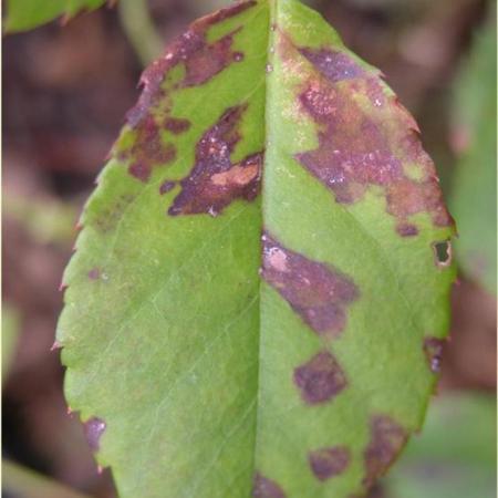 Purple spots from downy mildew on rose leaf