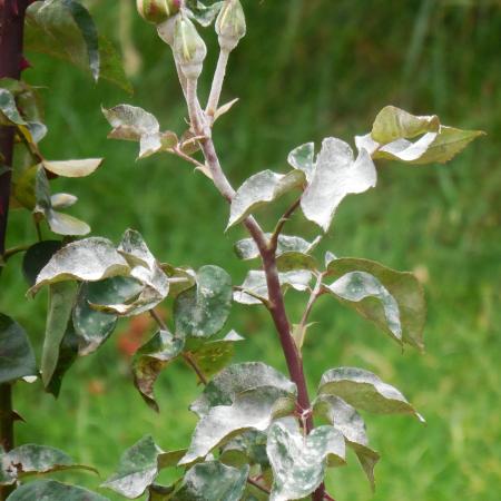 Rose leaves distorted by powdery mildew