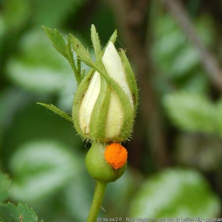 Orange pustule on rose flower bud