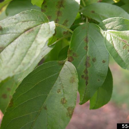  Apple leaves showing scabby blemishes