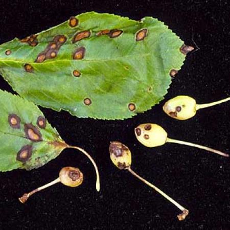 Cherry leaves and young fruit with round brown spots