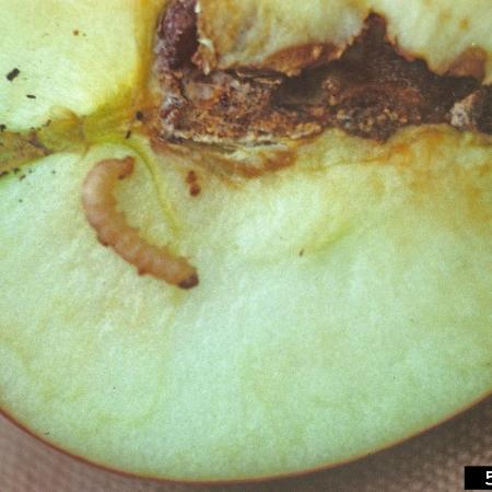 Cut apple with larva and brown rot in center of fruit