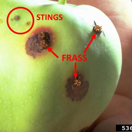 Frass extruding from holes in apple, and sting spots