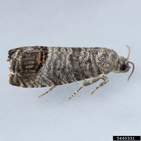 Codling moth showing banding on wings