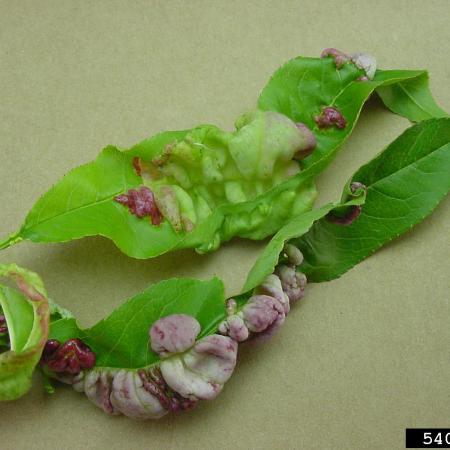 Infected leaves showing range of colors